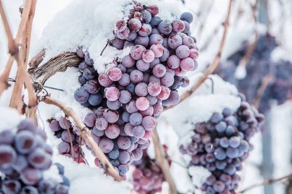 Close Van Trossen Rode Druiven Voor Ijswijn Winterse Staat Sneeuw — Stockfoto