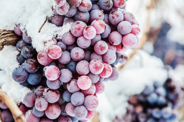 Vista Perto Cachos Uvas Vermelhas Para Vinho Gelado Condições Inverno — Fotografia de Stock