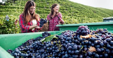 Hasat sırasında kırmızı üzümlü konteynırların yanında duran mutlu genç kadınlar