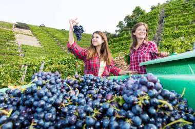 Hasat sırasında kırmızı üzümlü konteynırların yanında duran mutlu genç kadınlar