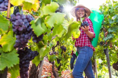 Üzüm bağında kırmızı üzüm toplayan genç kadınların düşük açılı görüntüsü 