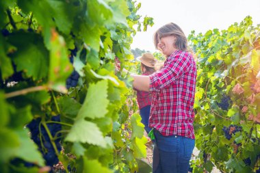 Üzüm bağında üzüm toplayan genç kadınların yan görünüşü 