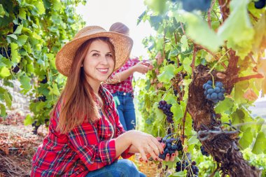 Üzüm bağında kırmızı üzüm toplayan genç kadınların yan görünüşü 