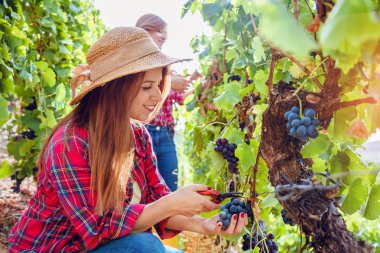Üzüm bağında kırmızı üzüm toplayan genç kadınların yan görünüşü 