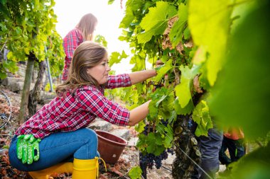 Üzüm bağında kırmızı üzüm toplayan genç kadınların yan görünüşü 