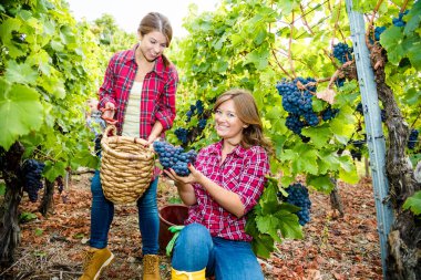 Damalı gömlekli iki genç kadın bağda kırmızı üzüm hasadı 