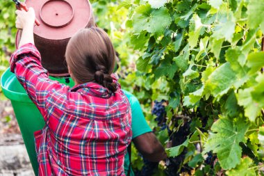 Üzüm bağında kırmızı üzüm toplayan genç bir kadının arka görüntüsü 