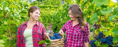 Üzüm bağında kırmızı üzüm toplayan iki mutlu genç kadın. 