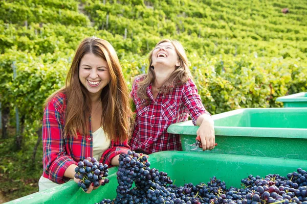 Jeunes Femmes Heureuses Debout Près Des Récipients Avec Des Raisins — Photo