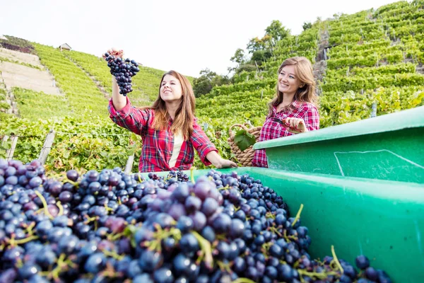 Hasat sırasında kırmızı üzümlü konteynırların yanında duran mutlu genç kadınlar