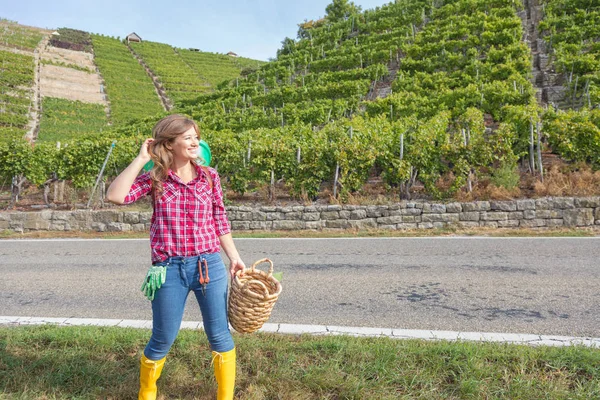 Attractive Smiling Young Woman Harvesting Red Grapes Vineyard — Stock Photo, Image