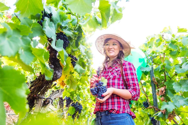 Attrayant Jeune Femme Récolte Des Raisins Rouges Dans Vignoble — Photo