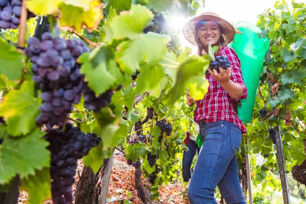 Üzüm bağında kırmızı üzüm toplayan genç kadınların düşük açılı görüntüsü 