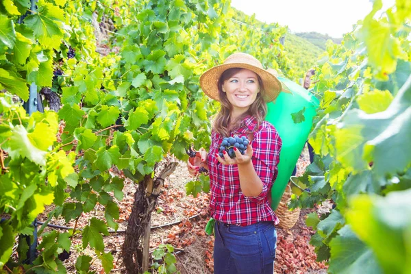 Üzüm bağında kırmızı üzüm toplayan genç kadınlar 