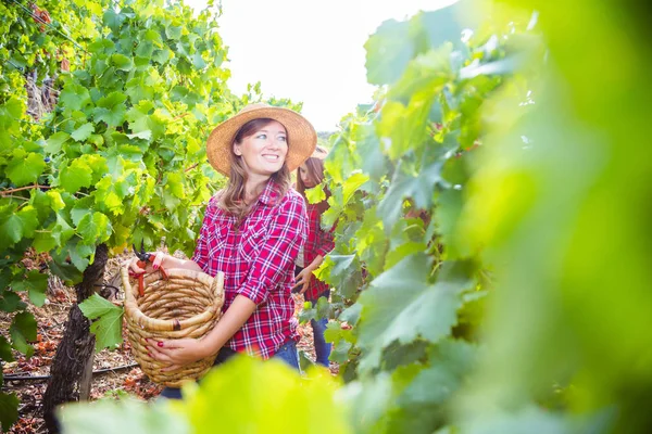 Üzüm bağında kırmızı üzüm toplayan iki genç kadın, seçici odaklı.