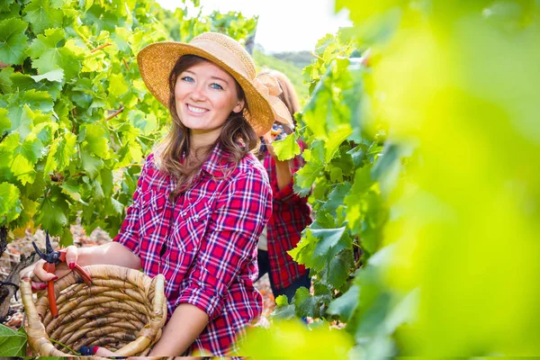 Üzüm bağında üzüm toplayan gülümseyen iki genç kadın. 