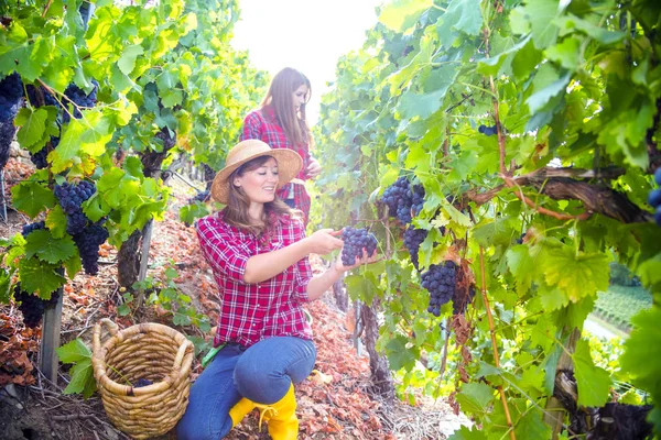 Üzüm bağında üzüm toplayan gülümseyen iki genç kadın. 