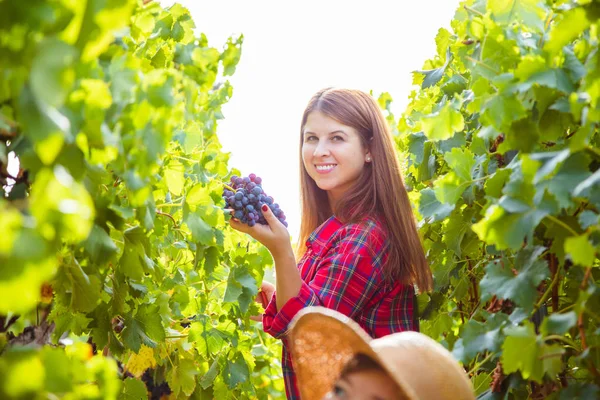 Attrayant Jeune Femme Récolte Des Raisins Rouges Dans Vignoble — Photo