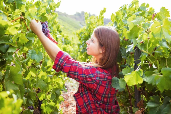 Vue Latérale Jeune Femme Souriante Récoltant Des Raisins Rouges Dans — Photo