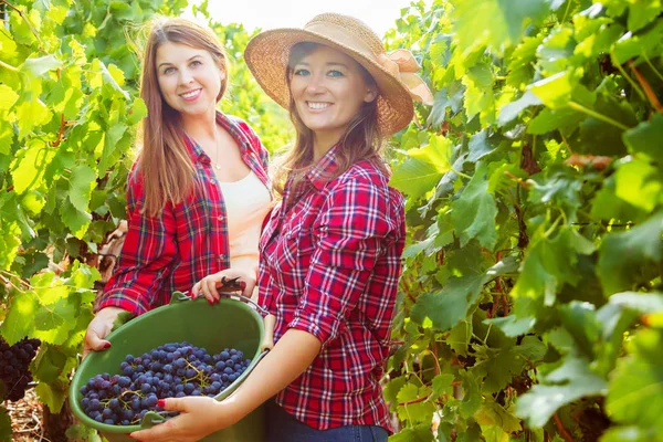 İki genç kadın ellerinde kovayla üzüm bağında kırmızı üzüm topluyor. 