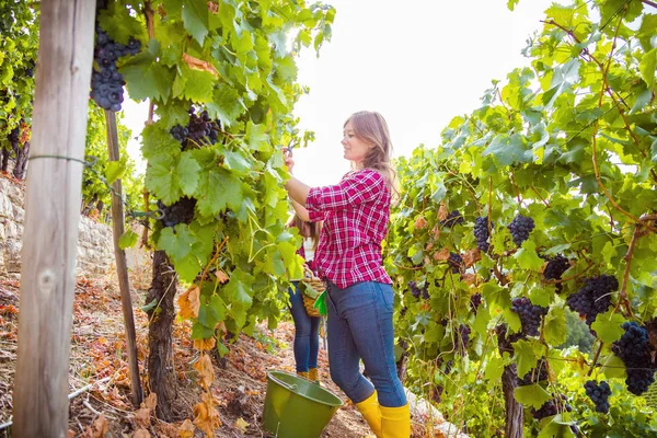 Vue Latérale Jeunes Femmes Chemises Carreaux Récoltant Des Raisins Dans — Photo