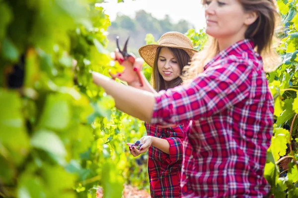 Side View Young Women Harvesting Grapes Vineyard — Stock Photo, Image