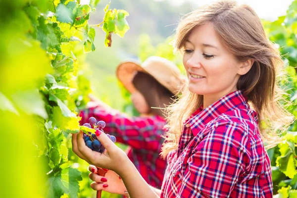 Vista Lateral Mulheres Jovens Colhendo Uvas Vinha — Fotografia de Stock