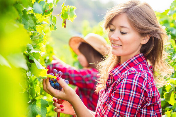 side view of young women harvesting grapes in vineyard 