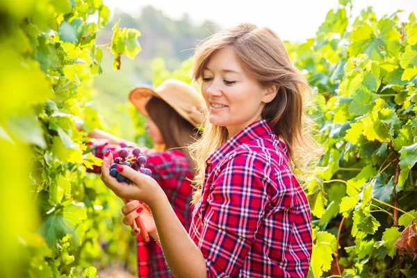 Vue Latérale Des Jeunes Femmes Récoltant Raisin Dans Vignoble — Photo