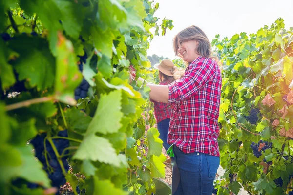 Üzüm bağında üzüm toplayan genç kadınların yan görünüşü 