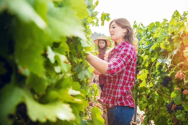 Üzüm bağında kırmızı üzüm toplayan kızların yan görüntüsü 