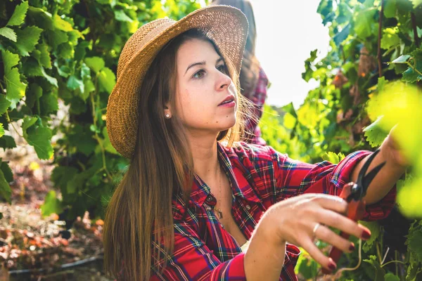 Vue Latérale Des Filles Récoltant Des Raisins Rouges Dans Vignoble — Photo