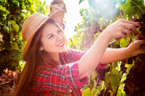 side view of girls harvesting red grapes in vineyard 