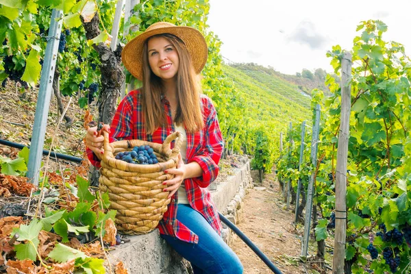 Şapkalı güzel genç bir kadın elinde sepet ve üzüm bağında kırmızı üzüm topluyor. 