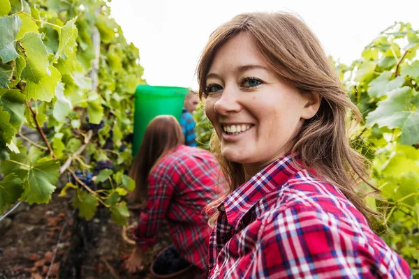 Üzüm bağında kırmızı üzüm toplayan gülümseyen genç kadınlar 