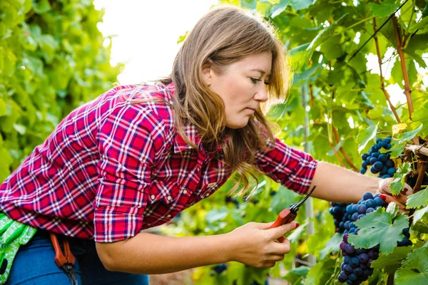 Üzüm bağında kırmızı üzüm toplayan genç bir kadının yan görüntüsü 