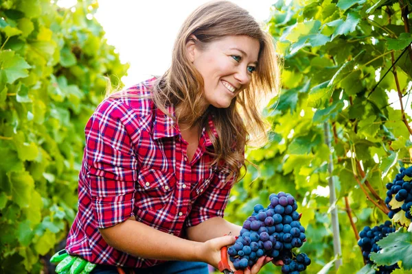 Joyeuse Jeune Femme Chemise Carreaux Récolte Raisins Rouges Dans Vignoble — Photo