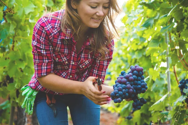 Joyeuse Jeune Femme Chemise Carreaux Récolte Raisins Rouges Dans Vignoble — Photo