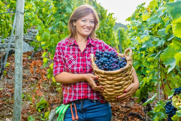 バスケットを持ってブドウ畑で赤いブドウを収穫する美しい笑顔の若い女性 — ストック写真
