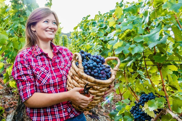 Belle Jeune Femme Souriante Tenant Panier Vendange Raisins Rouges Dans — Photo