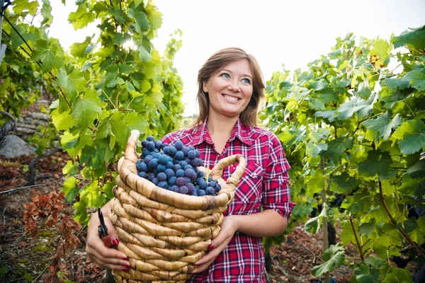 Belle Jeune Femme Tenant Panier Vendange Raisins Rouges Dans Vignoble — Photo