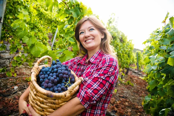 Belle Jeune Femme Tenant Panier Vendange Raisins Rouges Dans Vignoble — Photo