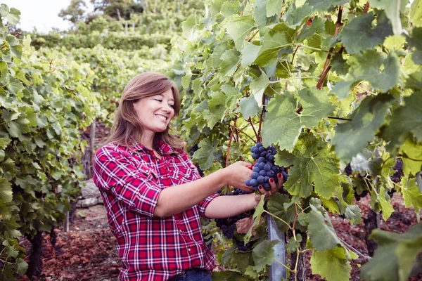 美しい幸せな若い女性がブドウ畑で赤ブドウを収穫 — ストック写真