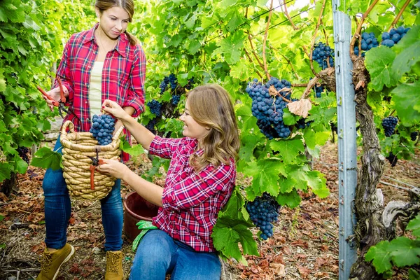 Twee Lachende Jonge Vrouwen Oogsten Rode Druiven Wijngaard — Stockfoto