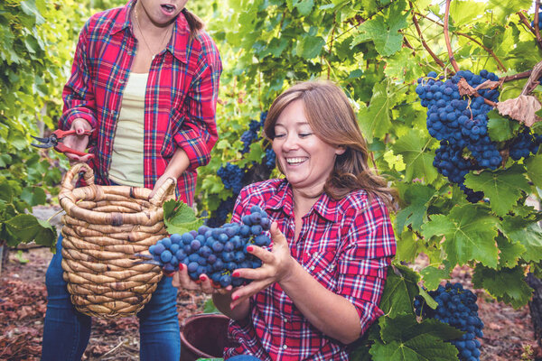 Two young women in checkered shirts harvesting red grapes in vineyard 