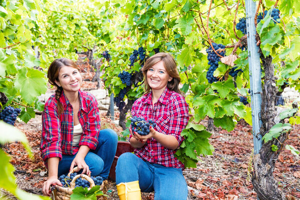 Two young women in checkered shirts harvesting red grapes in vineyard 