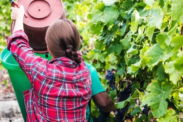 Üzüm bağında kırmızı üzüm toplayan genç bir kadının arka görüntüsü 