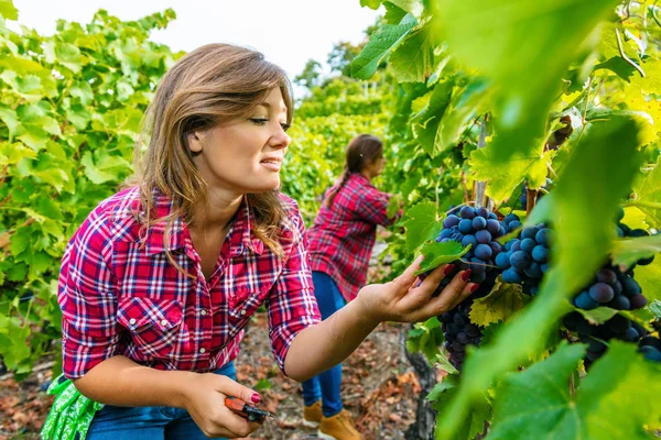Kareli gömlekli genç kadınlar üzüm bağlarında kırmızı üzüm topluyor. 