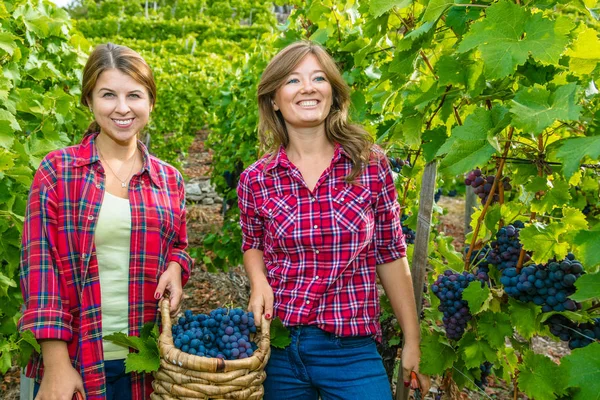 Üzüm bağında kırmızı üzüm toplayan iki mutlu genç kadın. 