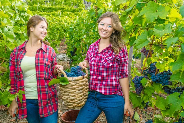 ブドウ畑で赤ブドウを収穫する2人の若い女性 — ストック写真